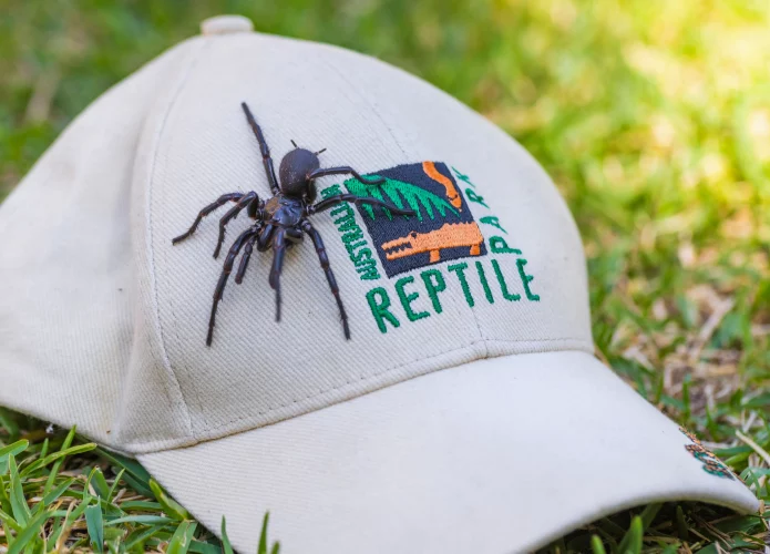 Conheça Hércules, aranha australiana letal de 8 centímetros