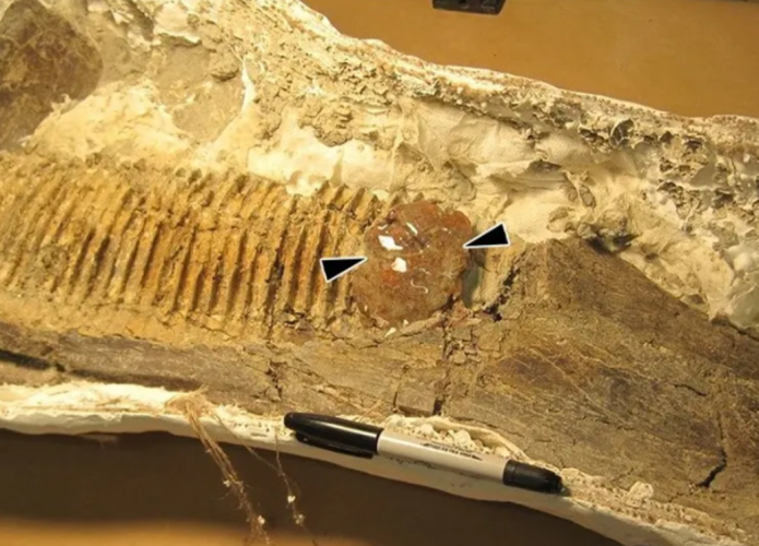 Inseto é encontrado preso à dinossauro de 75 milhões de anos
