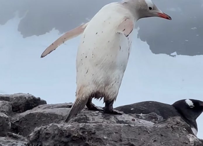 Pinguim raro completamente branco é avistado na Antártica