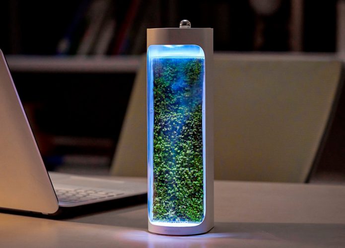 este terrário de musgo também purifica e umidifica ar