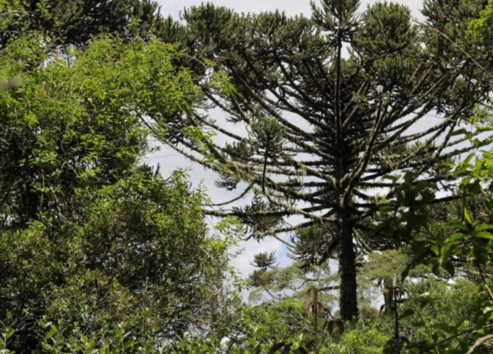 mais de 80% das árvores nativas correm risco de extinção