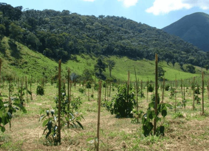 método acelera crescimento de árvores da Mata Atlântica